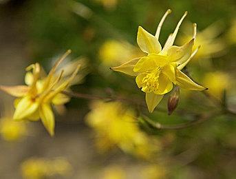 N卡新驱动577.00发布 支持《明末：渊虚之羽》等